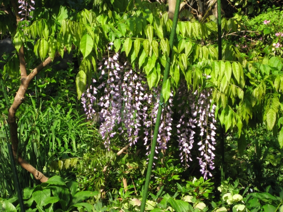 【七年目の藤の花　　】の画像