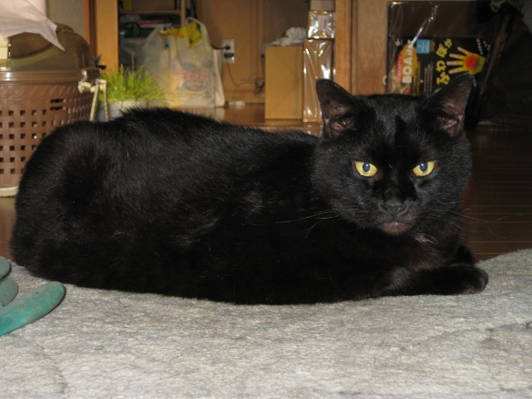 【黒猫の陸たん】の画像