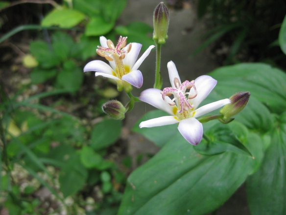 【杜鵑草　一番花】の画像