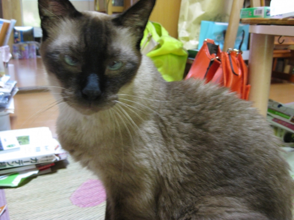 【シャム猫もどきの光（ヒカル）くん】の画像