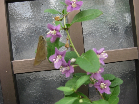 【クコの花】の画像