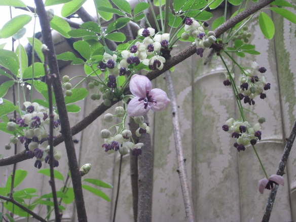 【五葉あけびの花】の画像