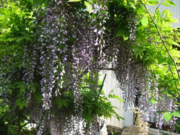 【今年も藤の花が咲きました】の画像