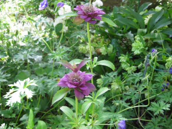 【この花は何？】の画像