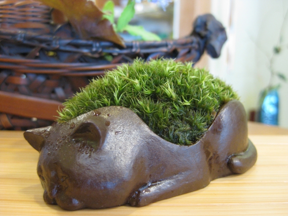 【苔盆栽　ねこ】の画像