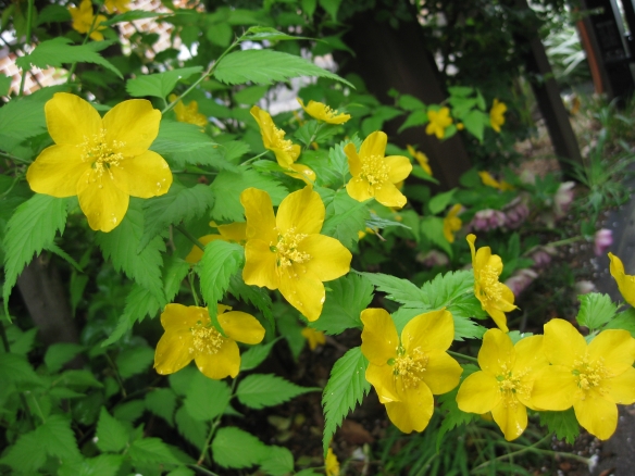 【山吹の花】の画像